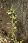 Narrowleaf paleseed